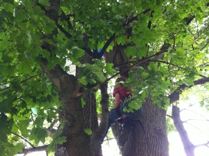 Oliver Evans and Katie Johanni use ropes and harnesses to navigate the tree which they have taken turns inhabiting.